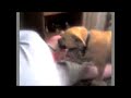 Dog lick face