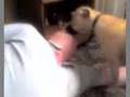 Dog lick face