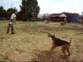 Airedale Terrier video