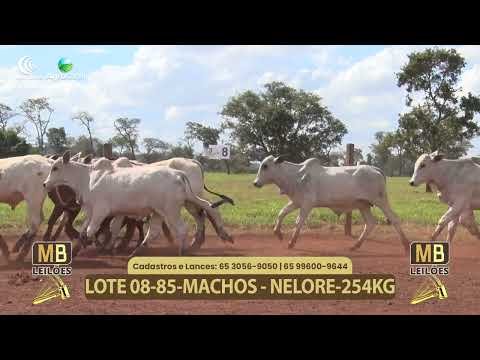 555� LEIL�O VIRTUAL MB LEIL�ES