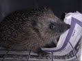 Hedgehog