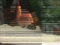 videos de Living Together: Beautiful Discus Fish and a Tortoise