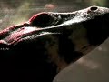 The St. Augustine Alligator Farm