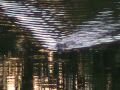 Muskrat (Swimming, Oblique View)