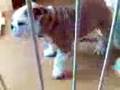 videos de Look at Buster at 8 and a half weeks old