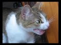Kropka my cat