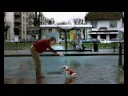 dog football