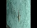 Veligandu Sharks And Stingrays