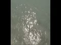 Veligandu - Sharks and Stingrays