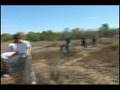 videos de Service Learning Habitat Restoration at Mason Regional Park