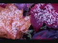 Dolci Momenti -  Saint Just