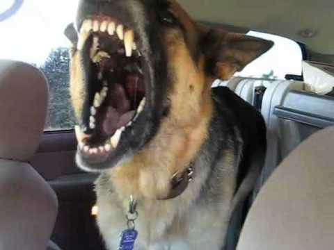 german shepard