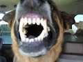 Solo the German Shepard, Growling and Showing his big Teeth