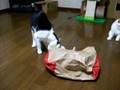 紙袋で遊ぶやんちゃ小僧と仔猫