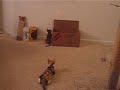 Devon Rex kittens chase dancing laser light--watch the end!! Devon Rex kittens chase dancing laser light--watch the end!!