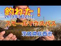 春のリバースモールマウスバス 2019年3月21日　茨城県筑西市
