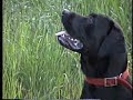 Bear dog fetching