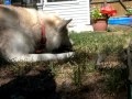 Husky and Turtle