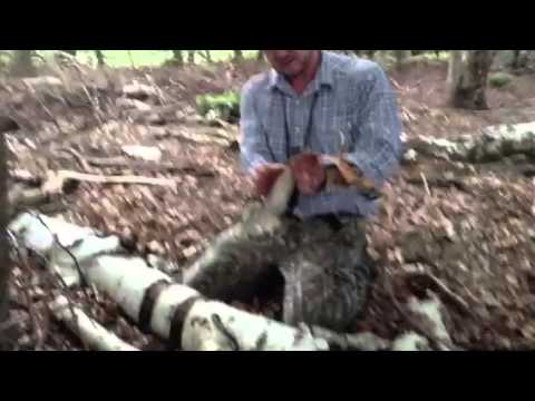 how to harvest birch bark for tea