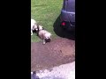 Click here to watch this video Dogs Playing Mud involved