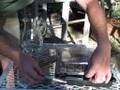 Seed starter kit instructions (Ferry Morse)
