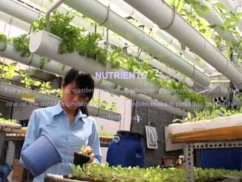 Hydroponics Benefits On Grow Aquaponically