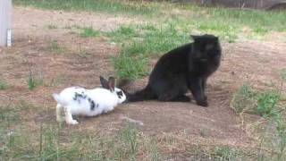 Funny Bunny chases a cat