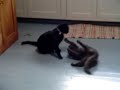 Bad Kitties Mosby & Tuffy!