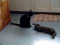 Bad Kitties Mosby & Tuffy!