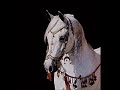 Run for the Roses.. Arabian Horse Style