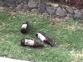pase ando por uruapan