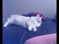 Teodoro main coon 3
