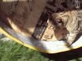 How to make a torture instrument for cats.