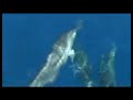 Dolphins Indian Ocean