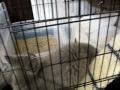Cloudy Kittens - December 10, 2009