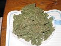Congo Natty feat. Top Cat - Herbsman 2