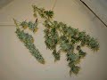 Congo Natty feat. Top Cat - Herbsman 2