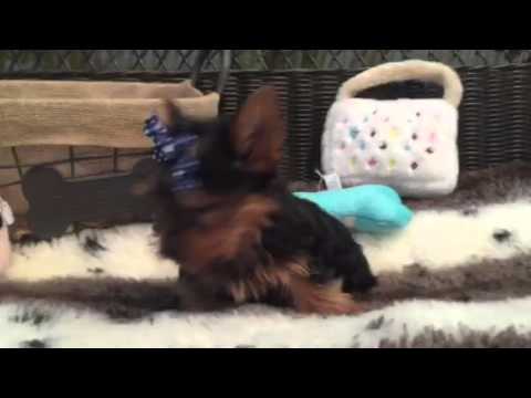 SWEET AND SASSY LITTLE MALE YORKIE