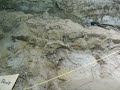 my work on the Hadrosaur
