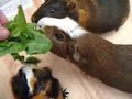 Jackie's Guinea Pigs