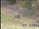 Rare View-Doe Nurse 2 Fawns