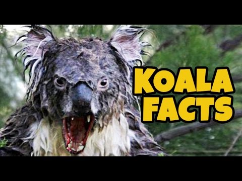 15 Facts About Koalas Nobody Knows About