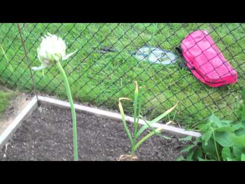 how to harvest garlic seeds