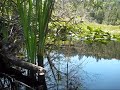 Gentle Background Music Relaxing Sounds with Lake Shore