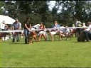 Dutch Dogue de Bordeaux club match 2008