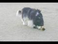 videos de HERE'S OTTO PART 130 AND KINETIC ART AROUND SEAL POINT