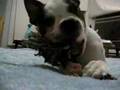Beef Chews on some Rope