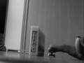 Black & White Test