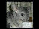 How to Buy & Care for Chinchillas : How to Buy a Chinchilla From Rescue How to Buy & Care for Chinchillas : How to Buy a Chinchilla From Rescue