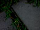 caterpillar [ae]